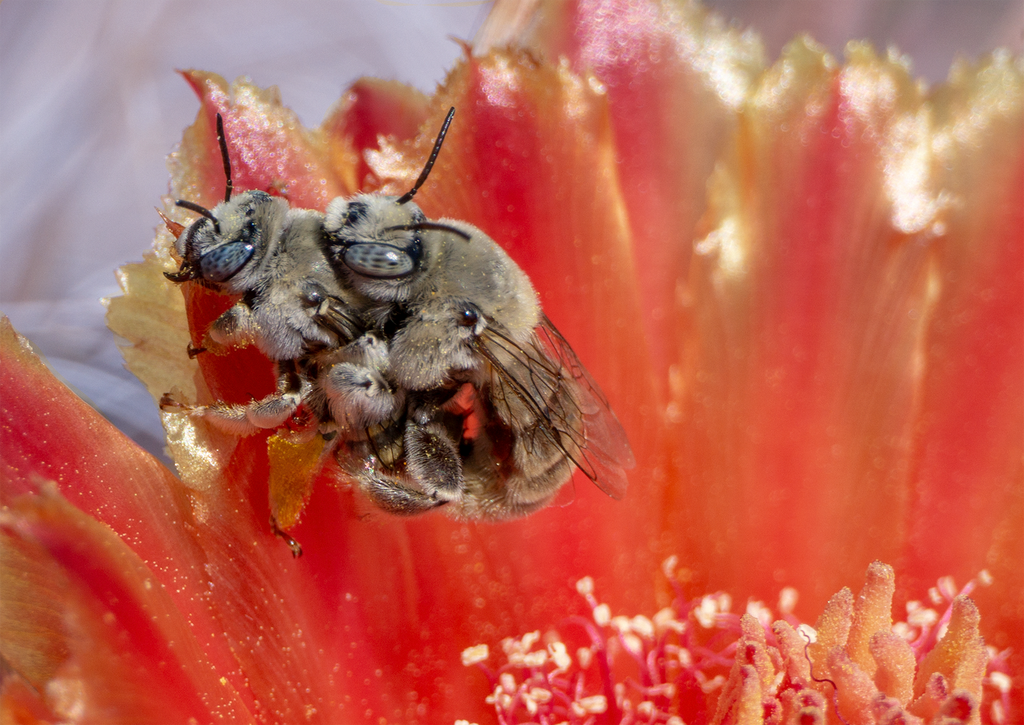 digger bees barrel cactus flower