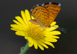 fatal metalmark butterfly sow thistle
