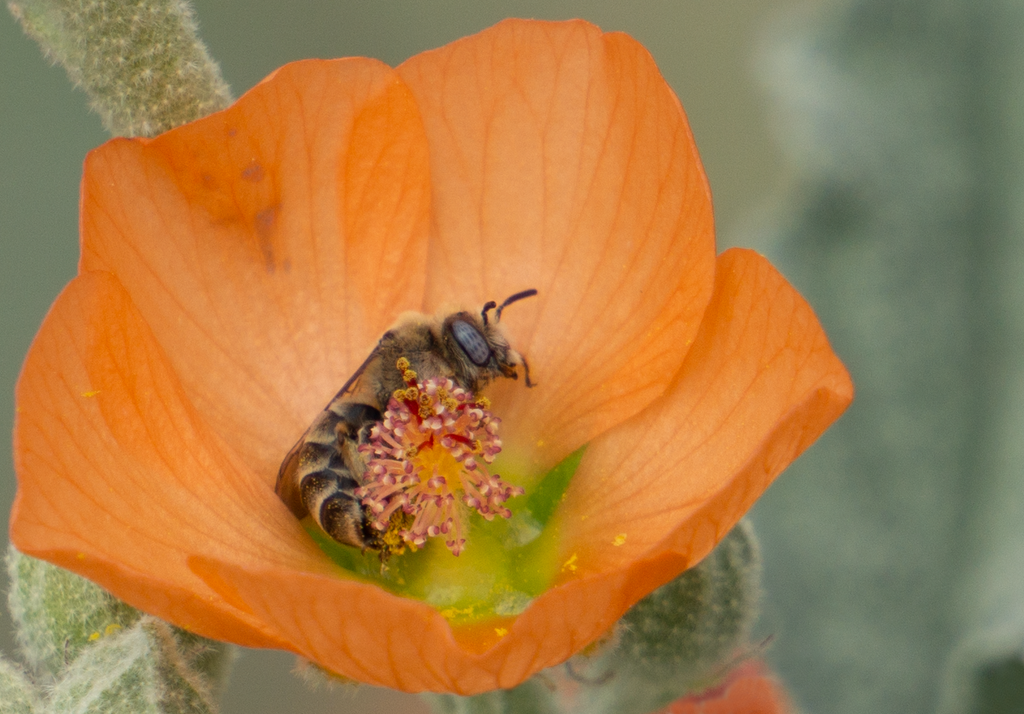 Digger Bee, Globe Mallow SP-NB