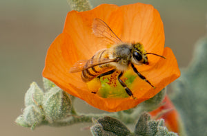 Honey Bee, Globe Mallow h-19