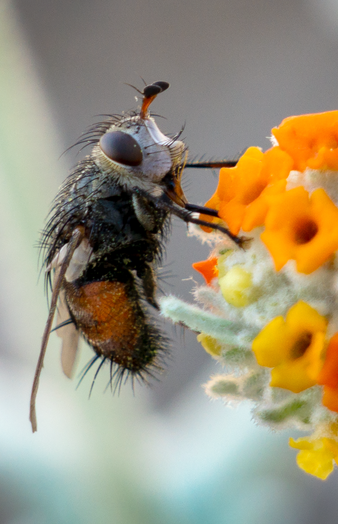 fly, woolly butterfly bee bush