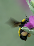 sonoran bumblebee texas sage