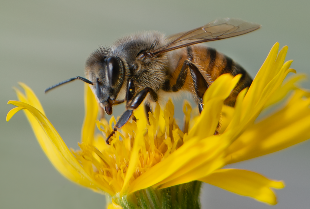 honey bee sow thistle flower