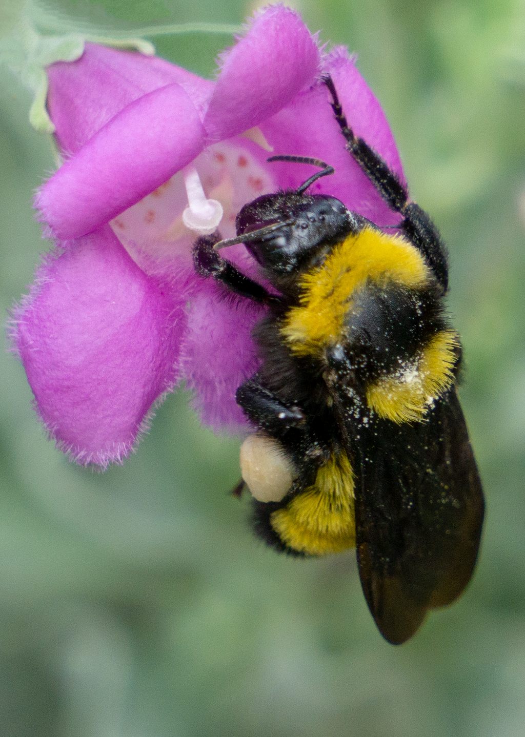 sonoran bumblebee texas sage