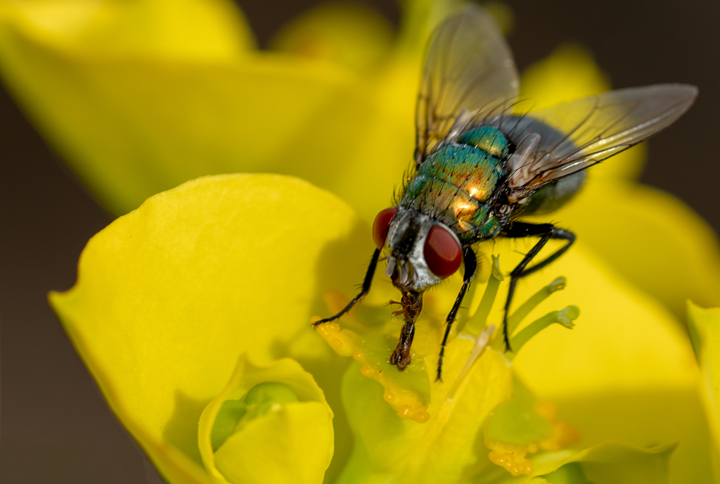 green bottle fly silver spurge flower gopher plant