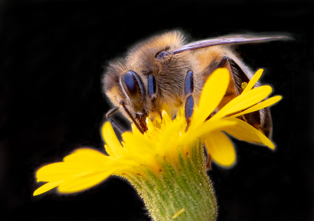 honey bee sow thistle flower