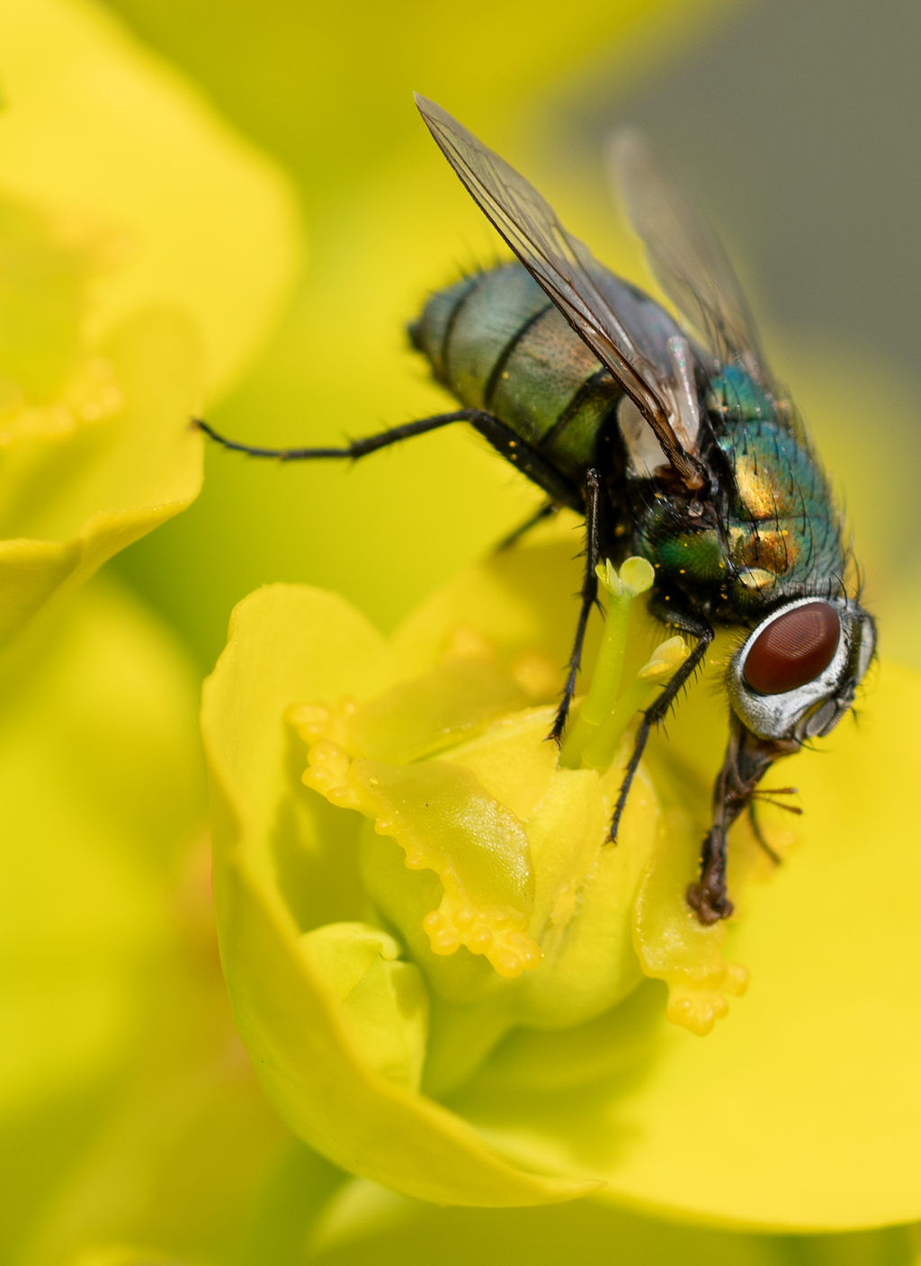 Green Bottle Fly, Silver Spurge SP-F