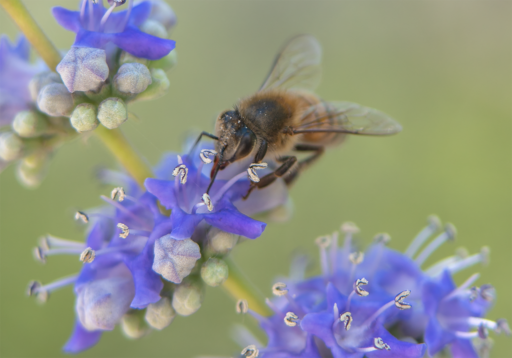 honey bee blue chaste tree