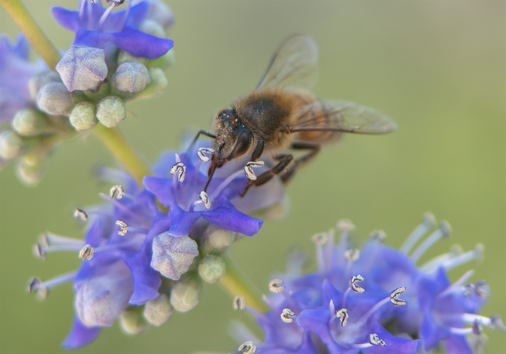 Honey Bee, Blue Chaste Tree SP-HB