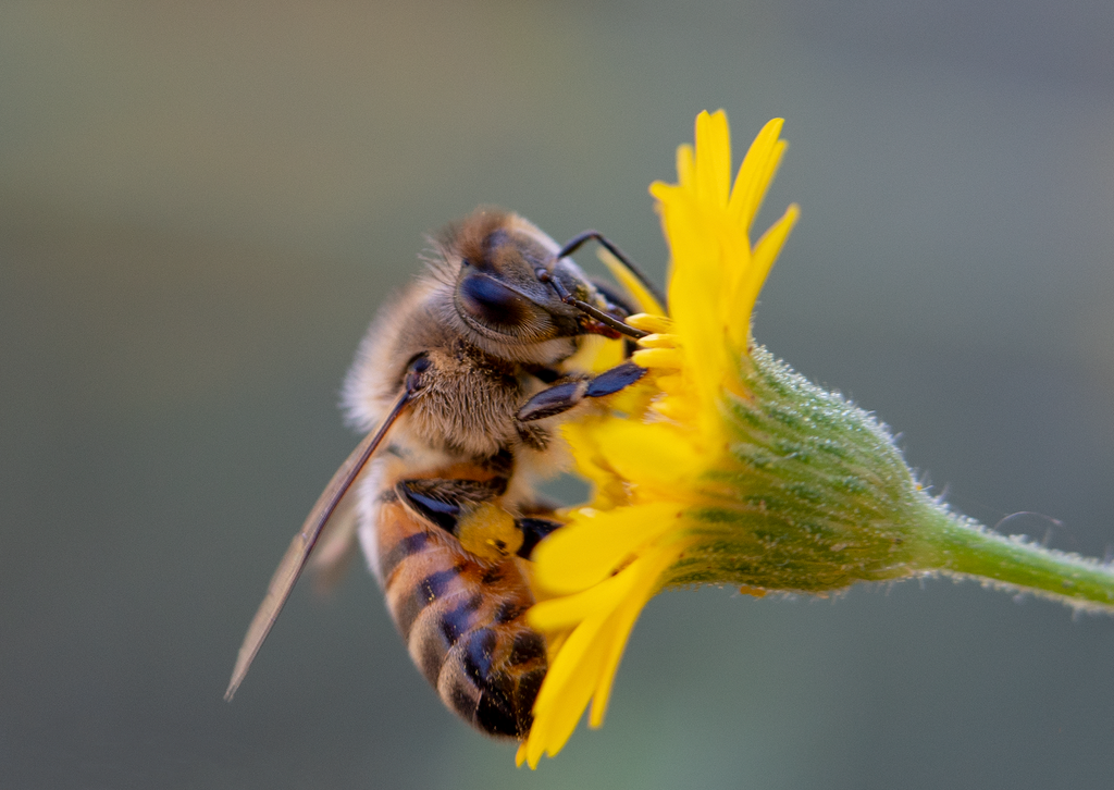 honey bee sow thistle flower