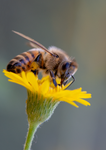 honey bee sow thistle flower