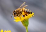 honey bee sow thistle flower