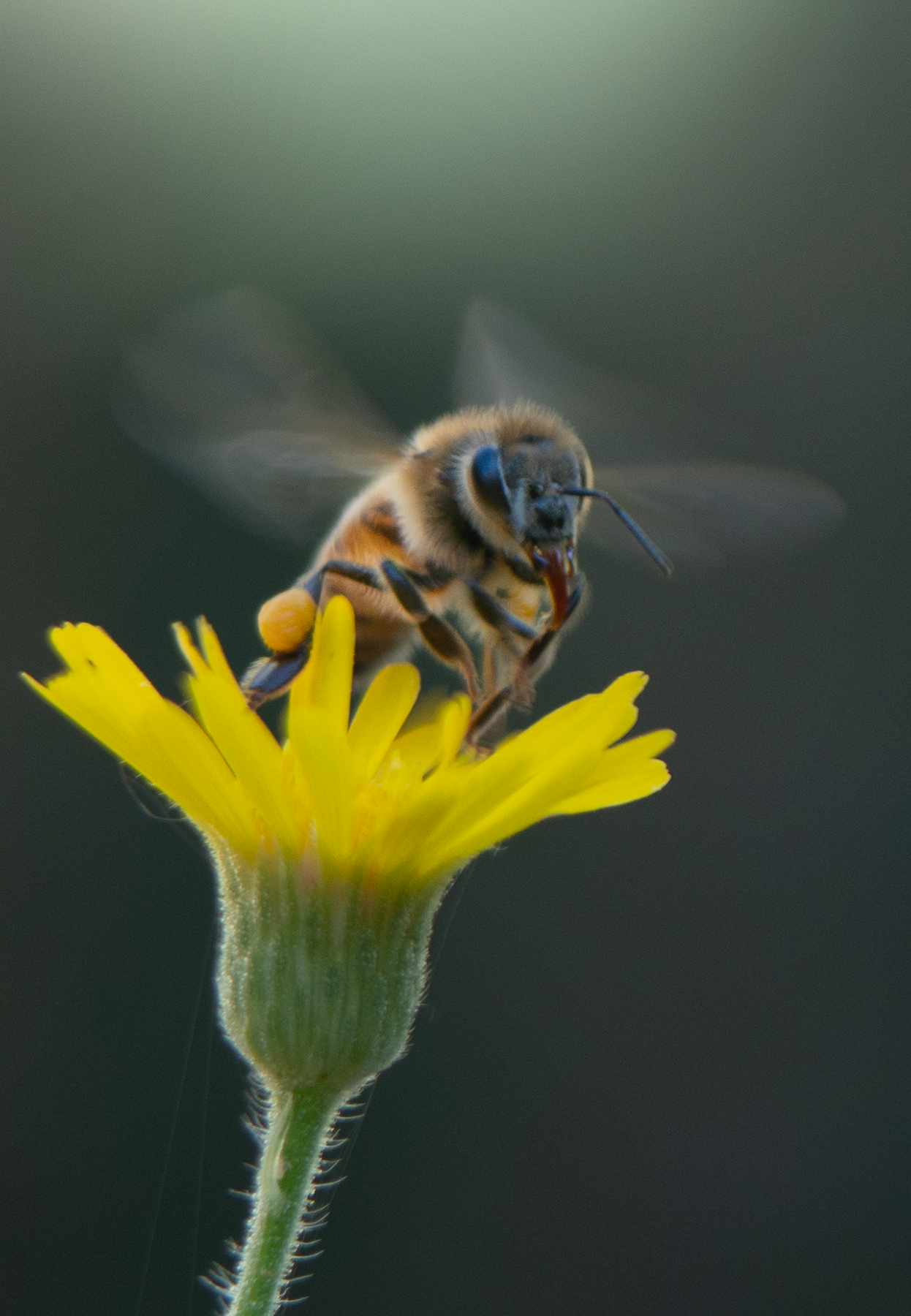 honey bee sow thistle flower