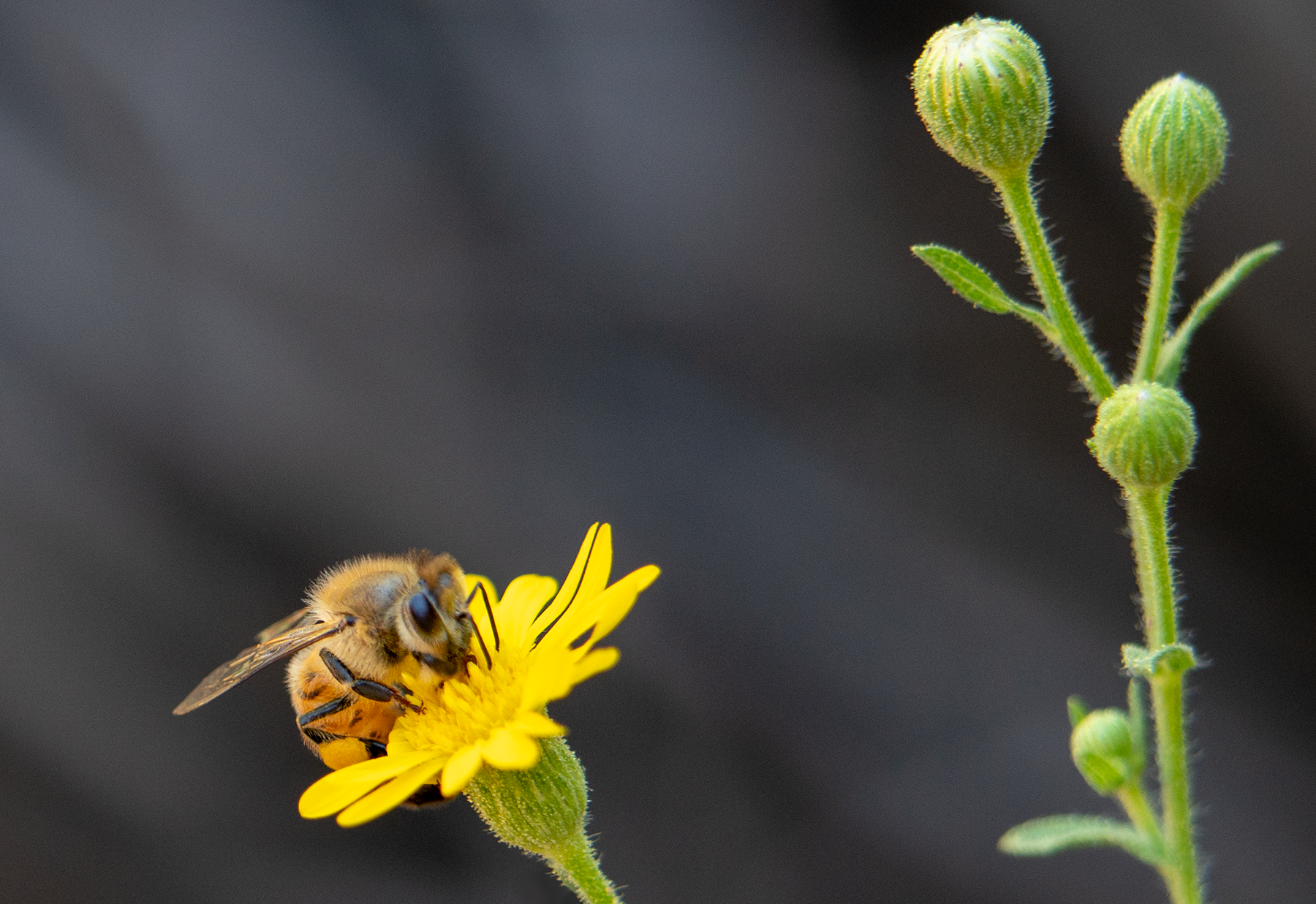 honey bee sow thistle flower