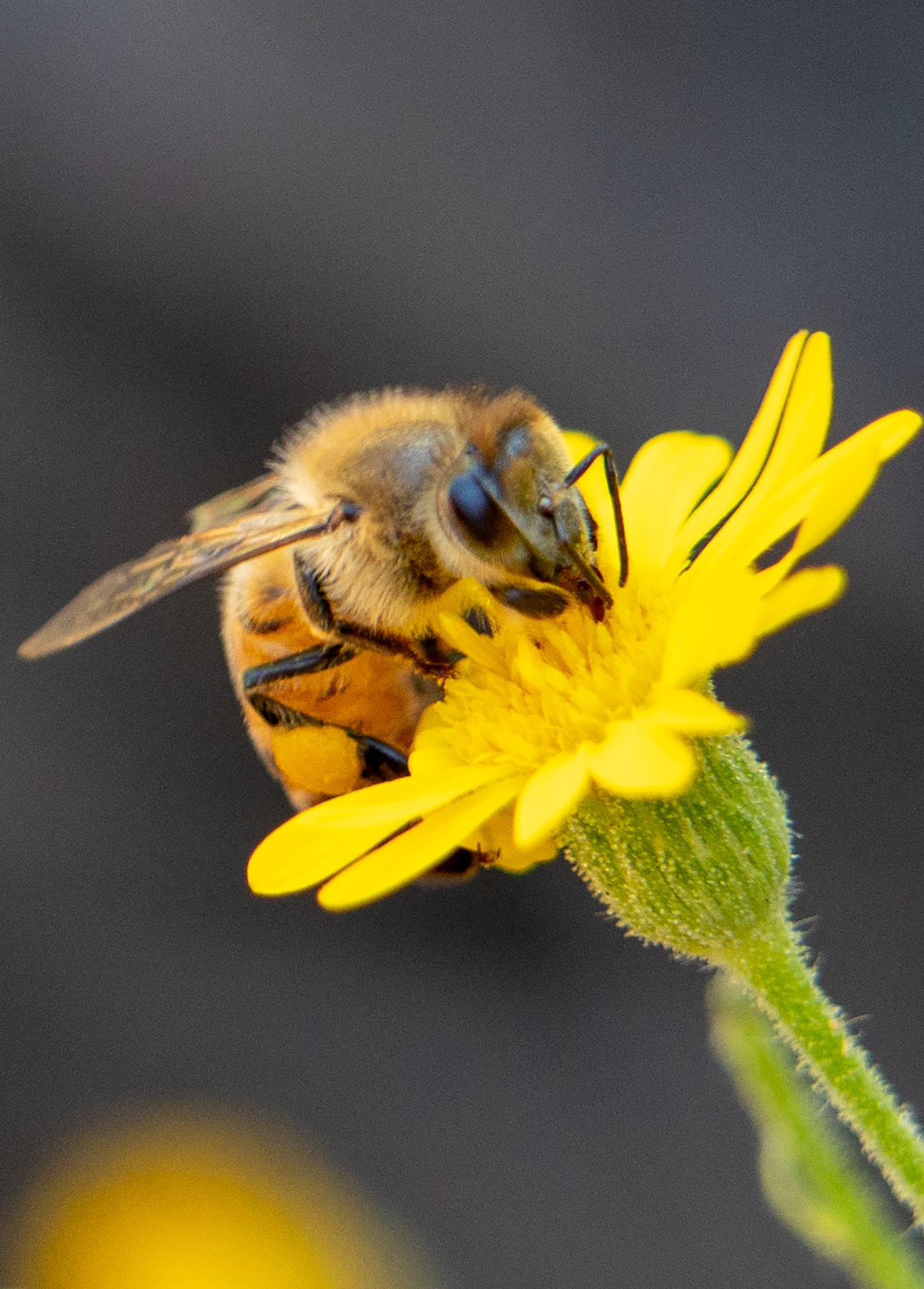Honey Bee, Sow Thistle SP-HB-