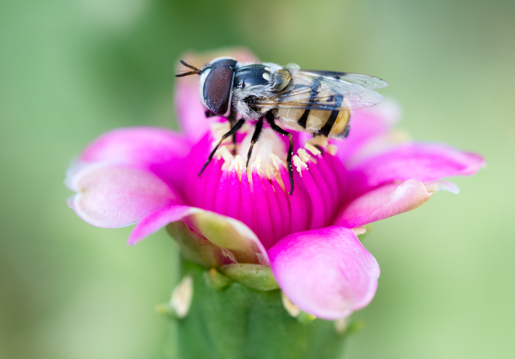 flower fly cholla cactus flower