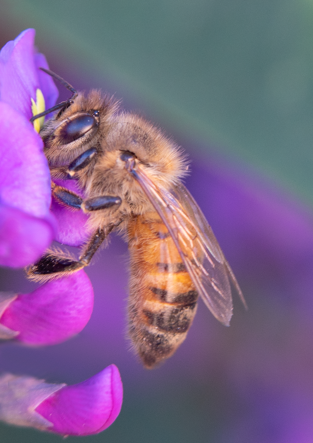 Honey Bee (Apis mellifera), Purple Lilac Vine SP-HB