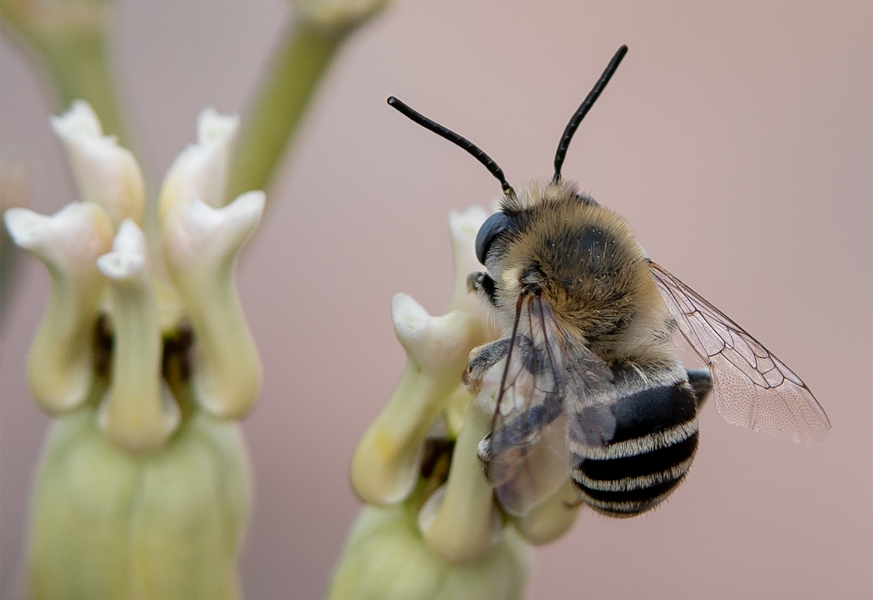 digger bee desert milkweed