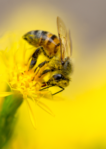 honey bee turpentine flower