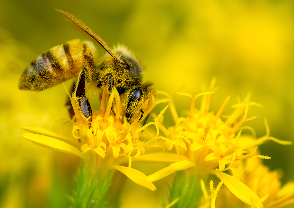 honey bee turpentine flower