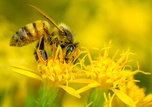 Honey Bee, Turpentine h-31