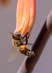 honey bee aloe flower