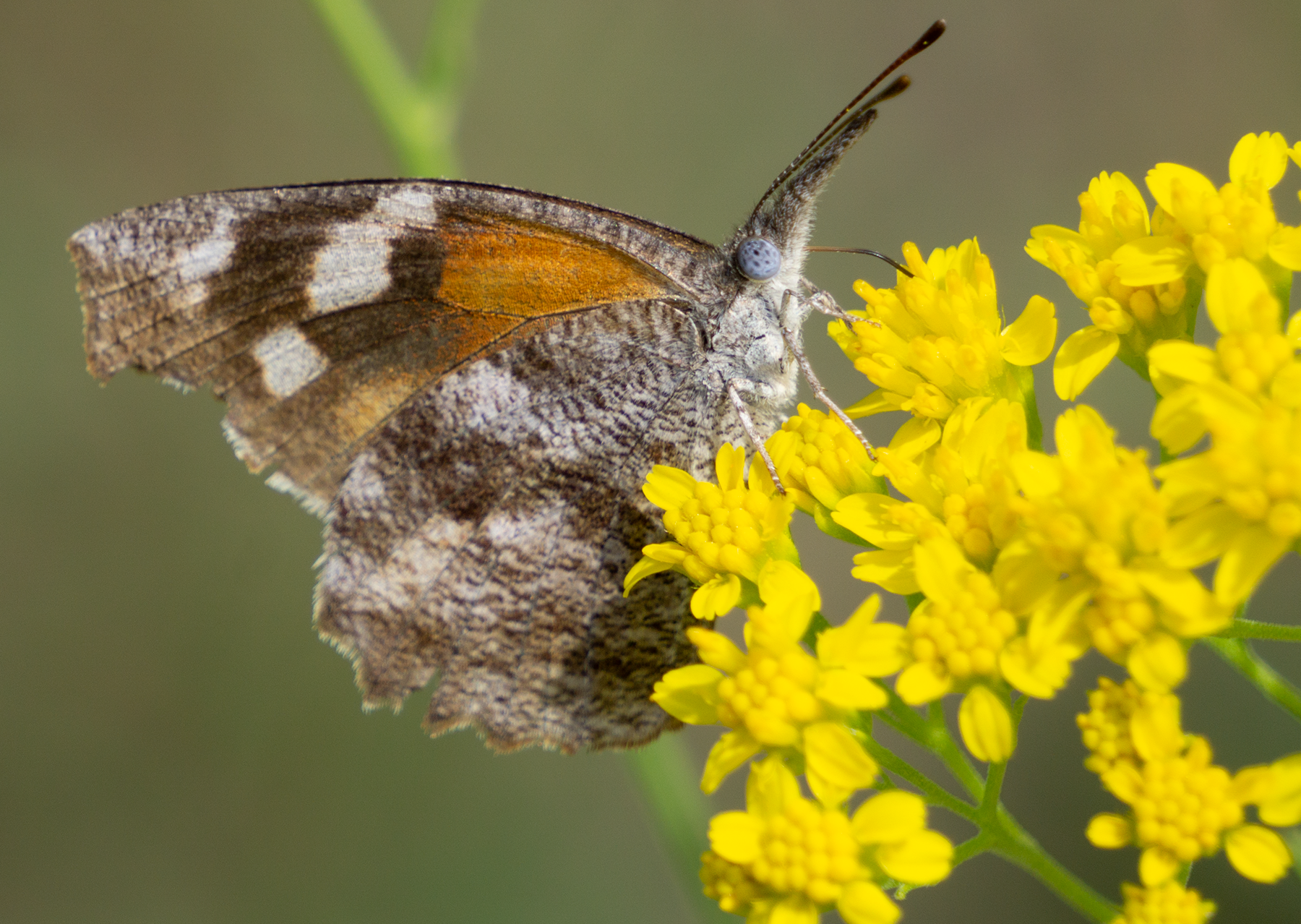 American Snout Butterfly, Thimblehead SP-B