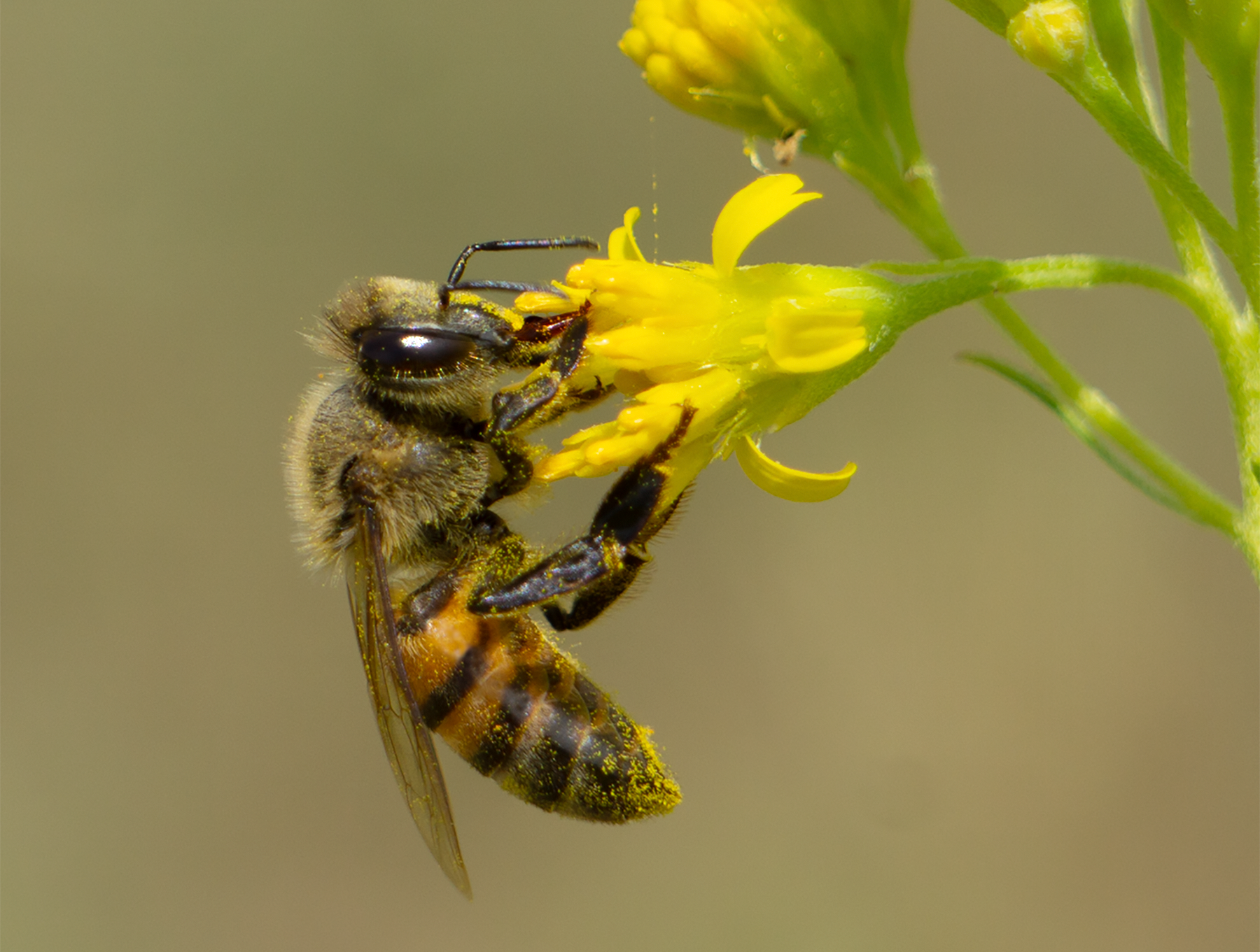 honey bee thimblehead flower