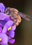 Honey Bee (Apis mellifera), Purple Lilac Vine SP-HB