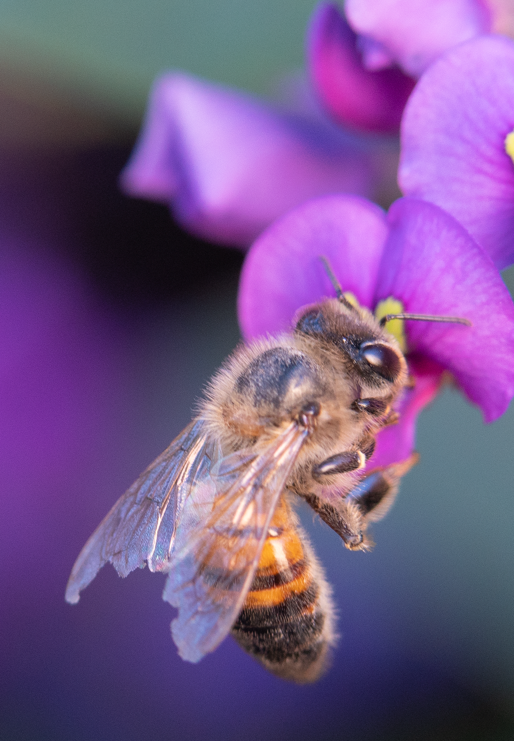 Cover Photo American Bee Journal March 2022: Honey Bee, Purple Lilac Vine