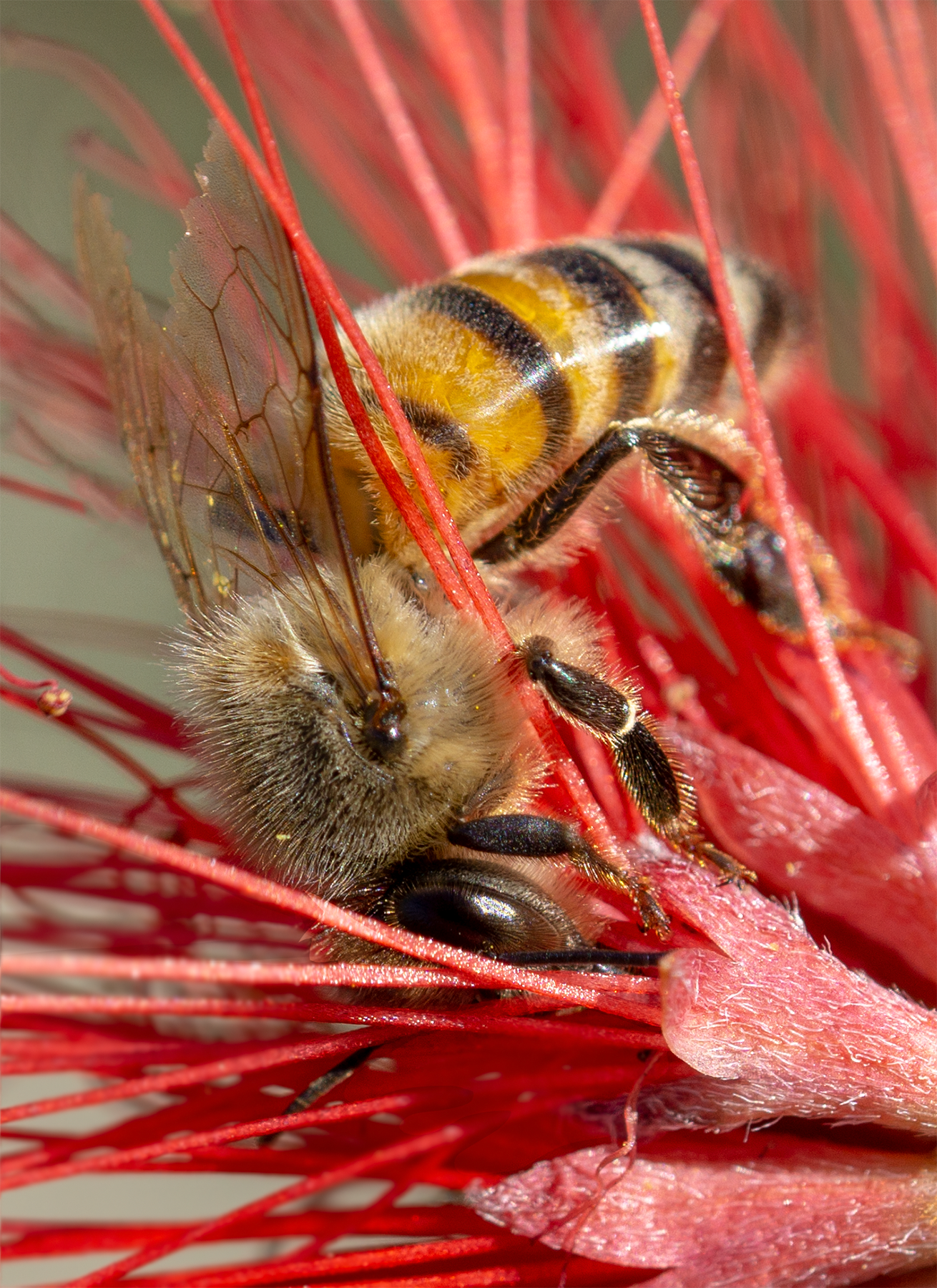 honey bee fairy duster flower