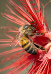 honey bee fairy duster flower