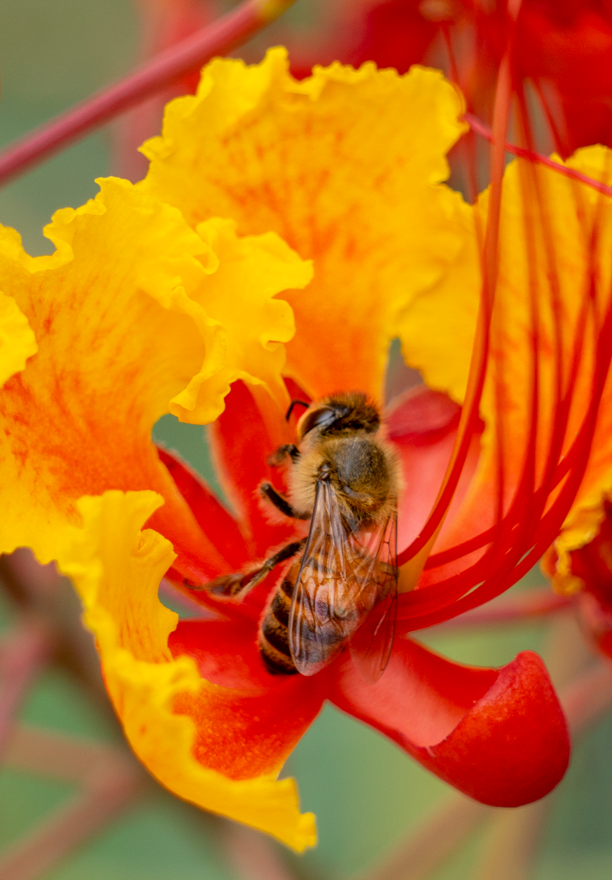 honey bee red bird of paradise flower