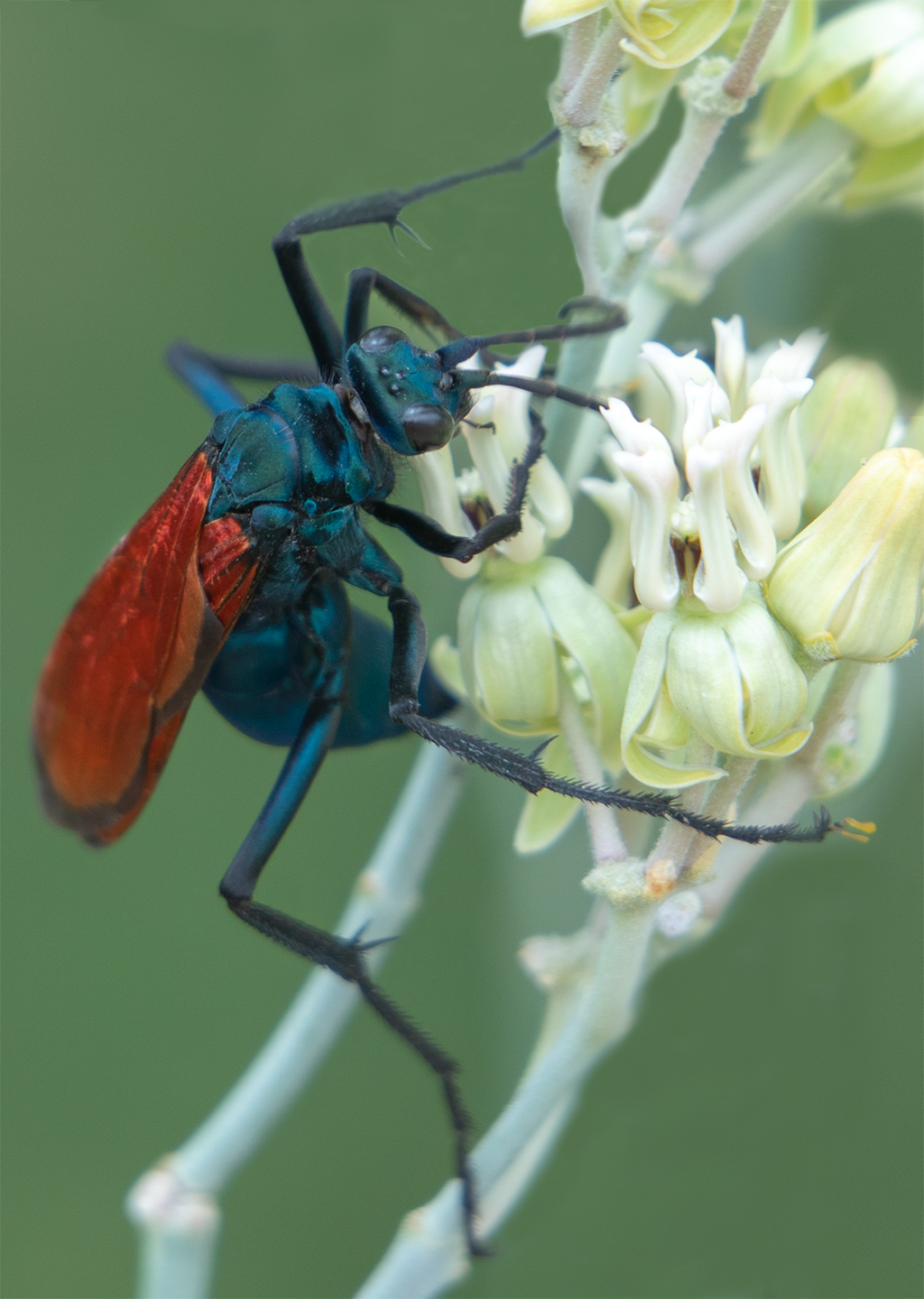 tarantula hawk wasp desert milkweed