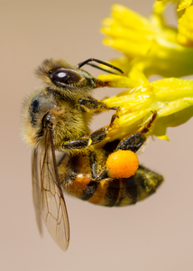 honey bee thimblehead flowers