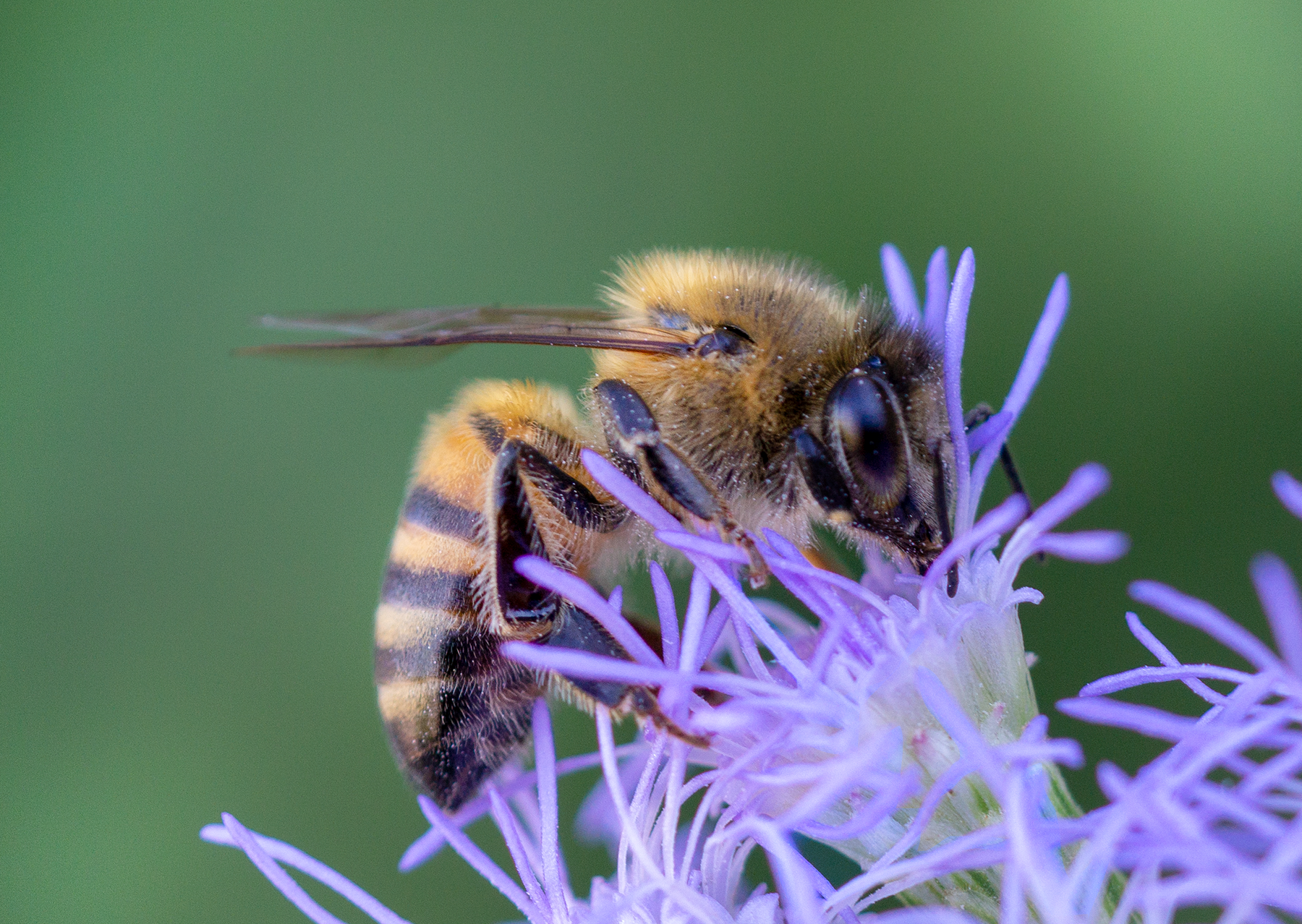 honey bee, blue mistflower, pollinator