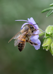 honey bee rosemary
