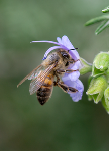 honey bee rosemary
