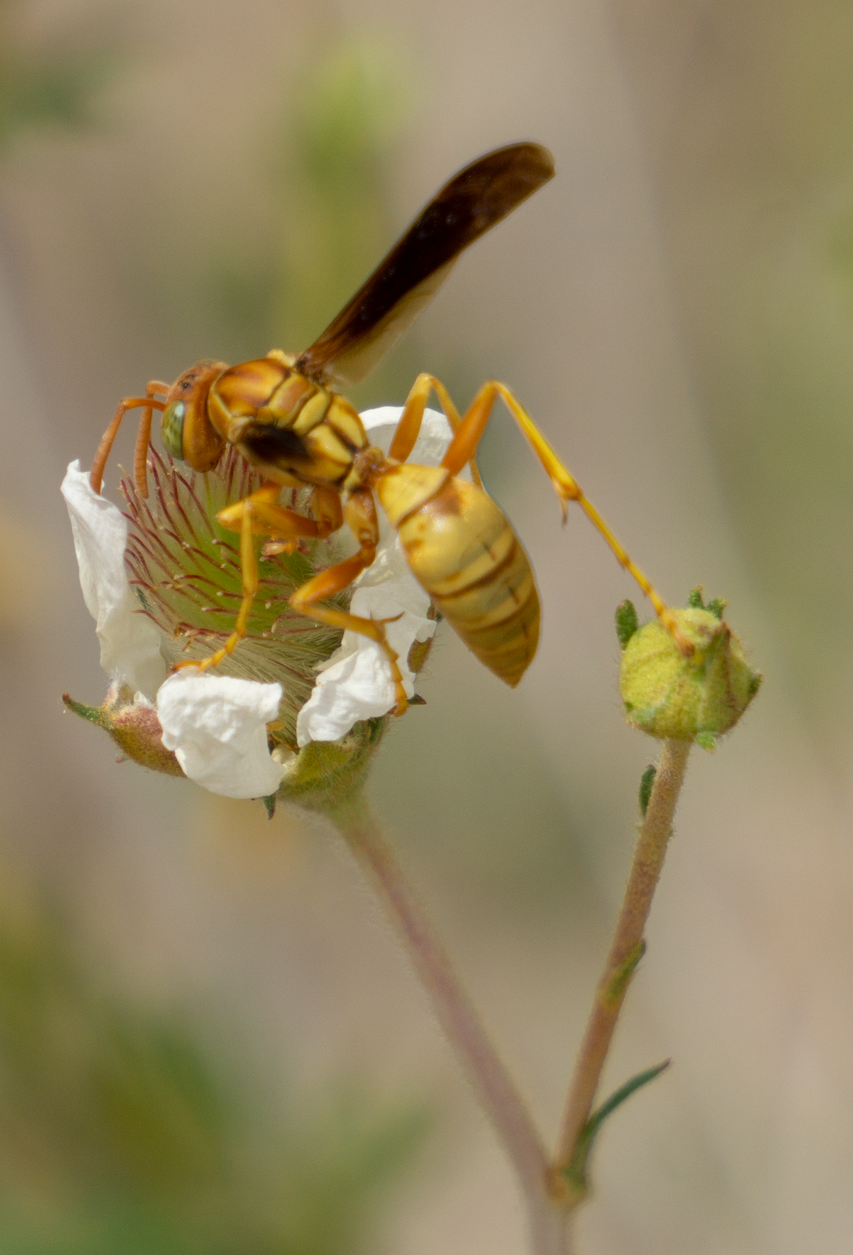golden paper wasp fallugia flower