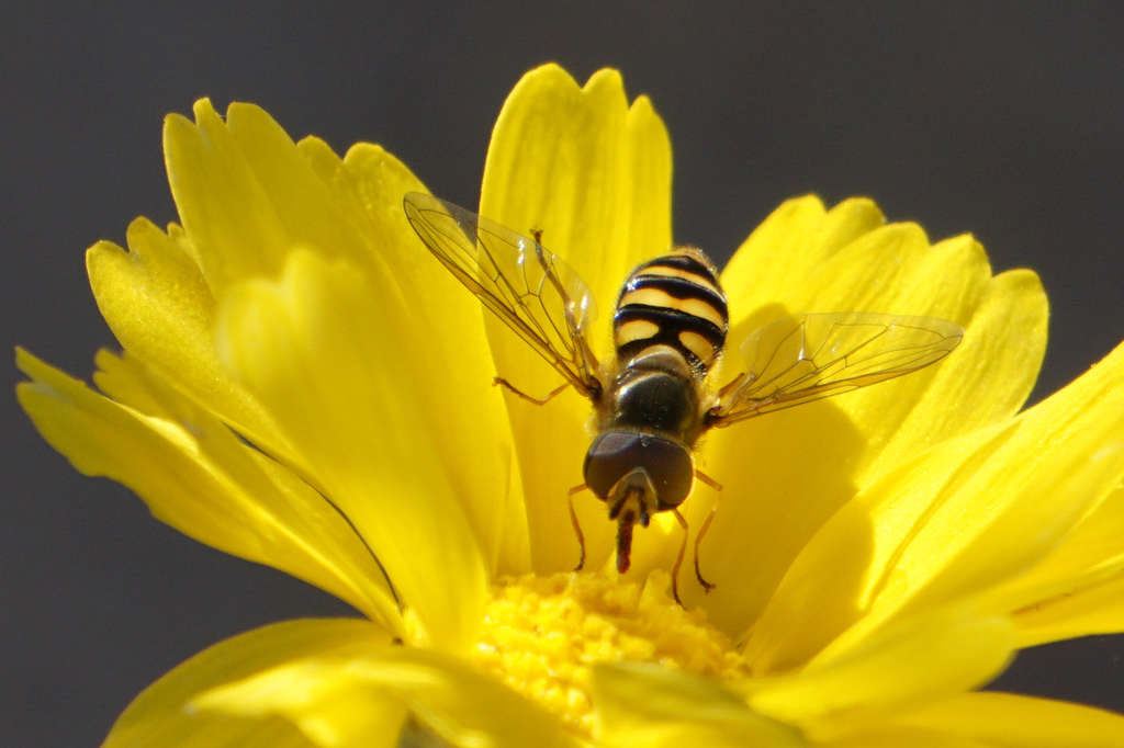 flower fly brittlebush flower