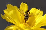 flower fly brittlebush flower