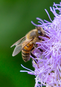 honey bee, blue mistflower, pollinator