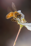honey bee fallugia flower