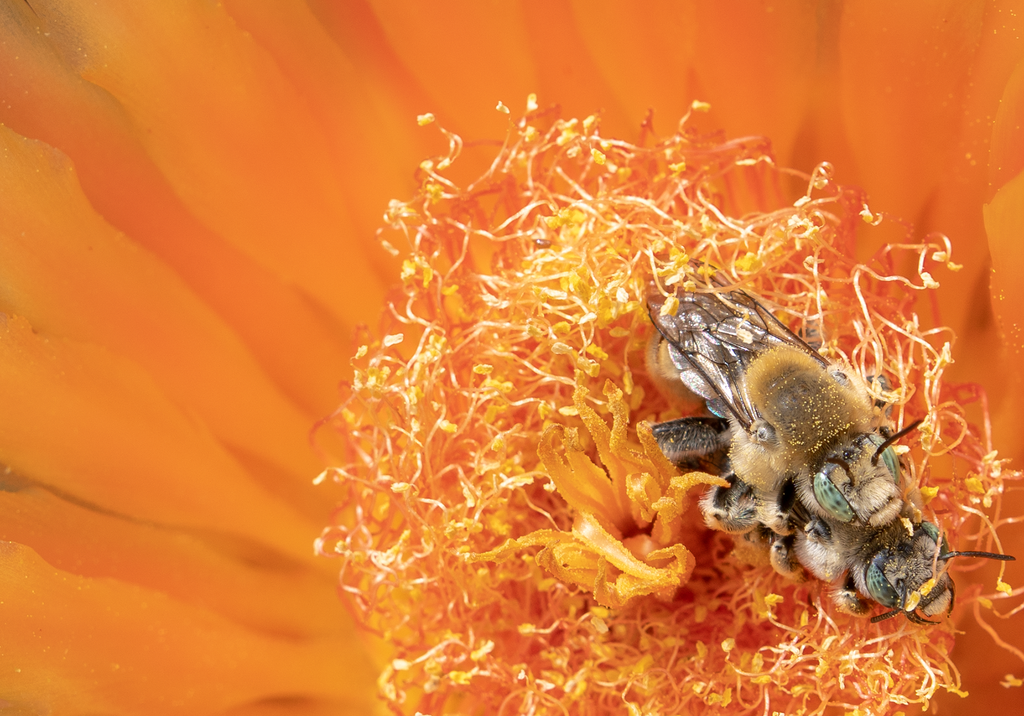 Digger Bees, Prickly Pear SP-NB