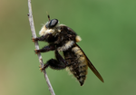 Robber Fly, Desert Broom SP-F