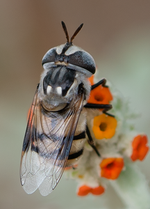 Flower Fly, Woolly Butterfly Bee Bush v-104