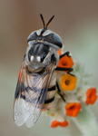 Flower Fly, Woolly Butterfly Bee Bush SP-FF