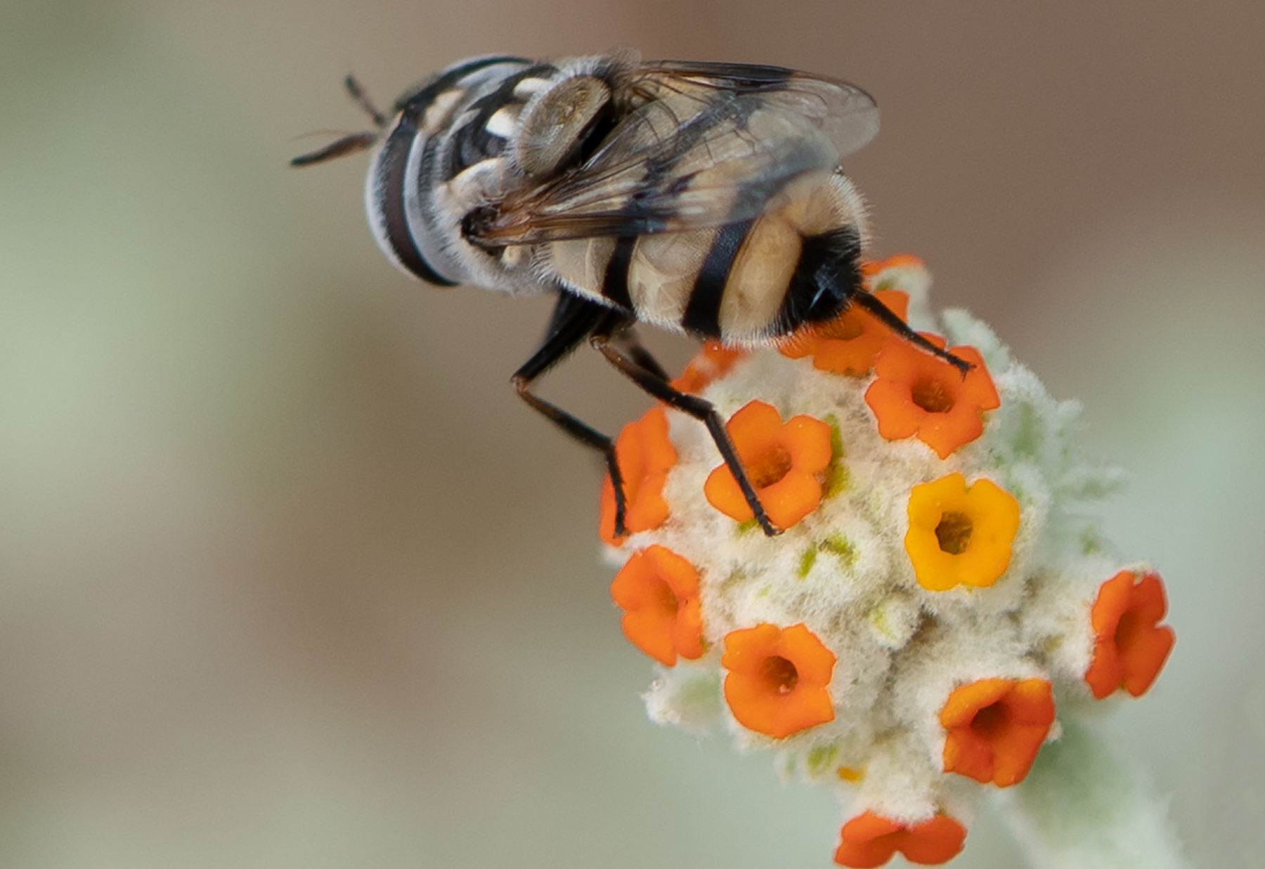 Flower Fly, Woolly Butterfly Bee Bush SP-F