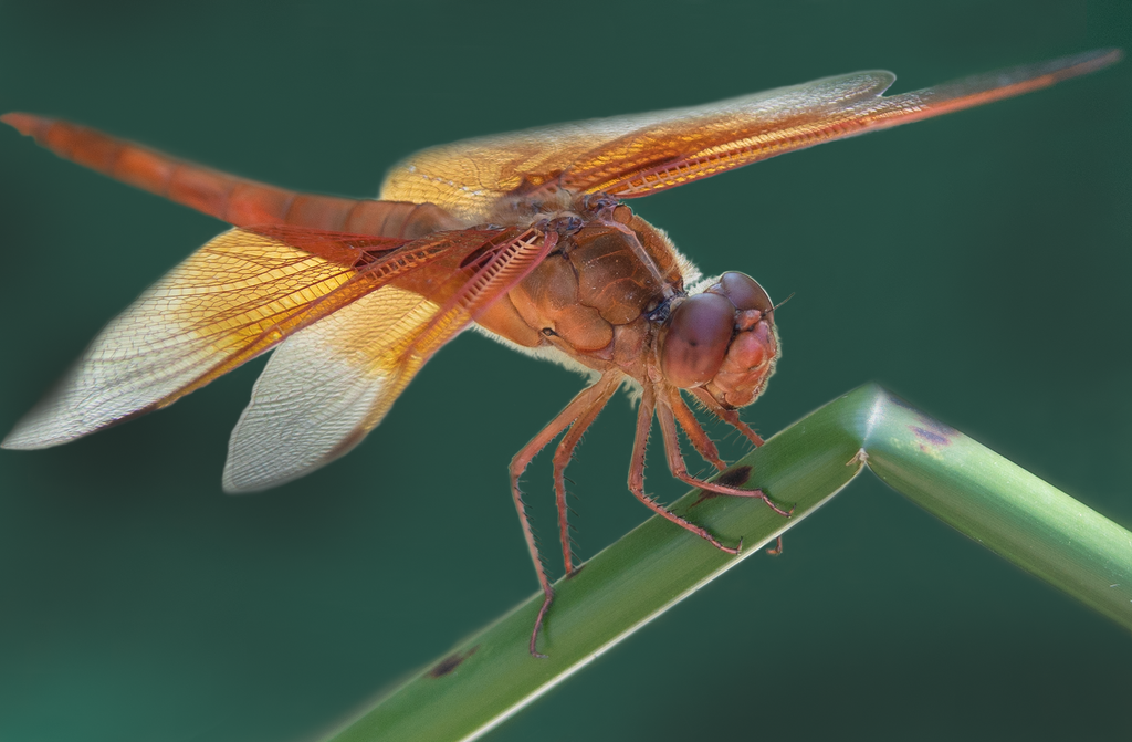 male Flame Skimmer Dragonfly, pond stem h-99