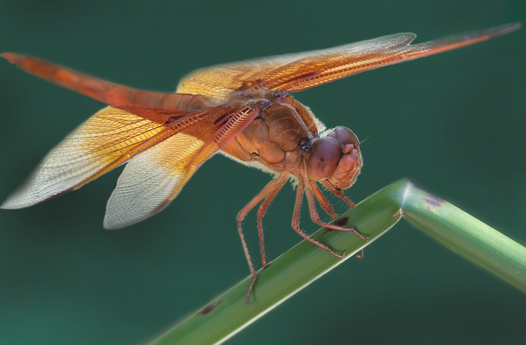 male Flame Skimmer Dragonfly, pond stem SP-D